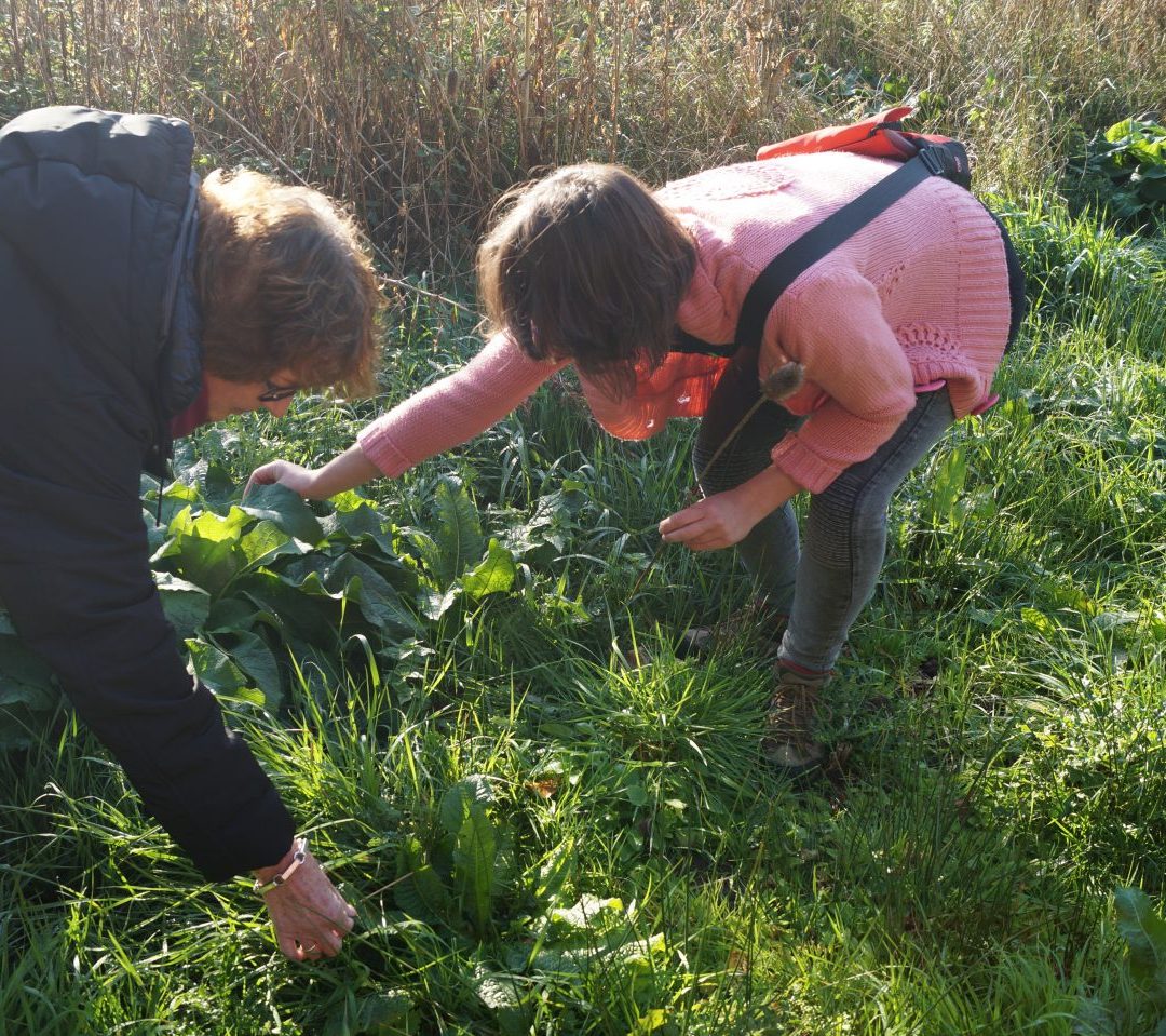 Wildplukken Groningen Stadspark