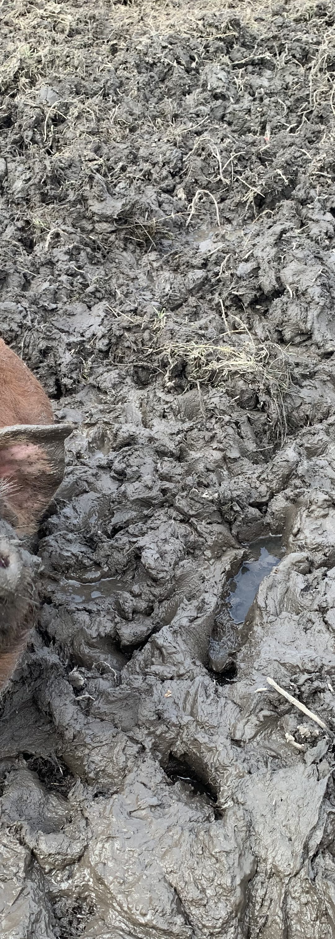 Varkens in toekomstig voedselbos Westpark Groningen- duurzaam project PlukN